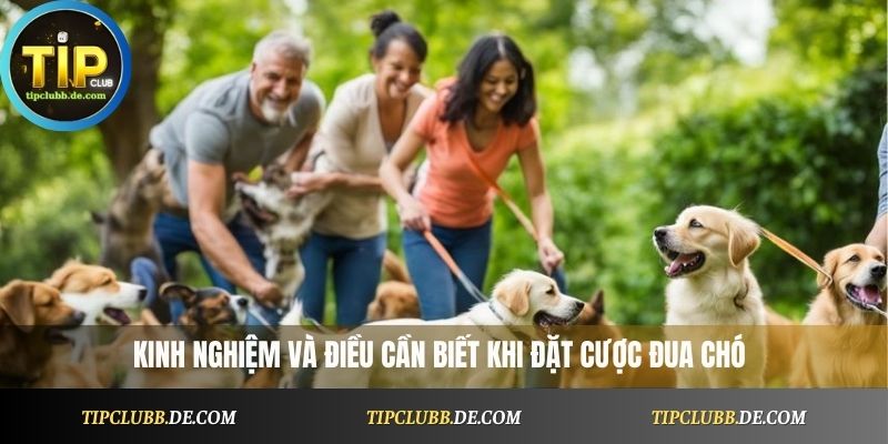 Kinh nghiệm và điều cần biết khi đặt cược đua chó