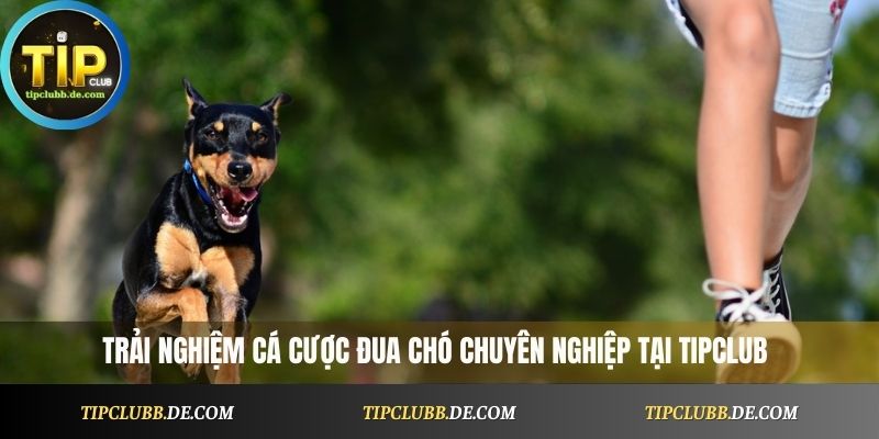 Trải nghiệm cá cược đua chó chuyên nghiệp tại Tipclub