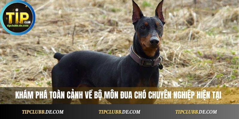 Khám phá toàn cảnh về bộ môn đua chó chuyên nghiệp hiện tại